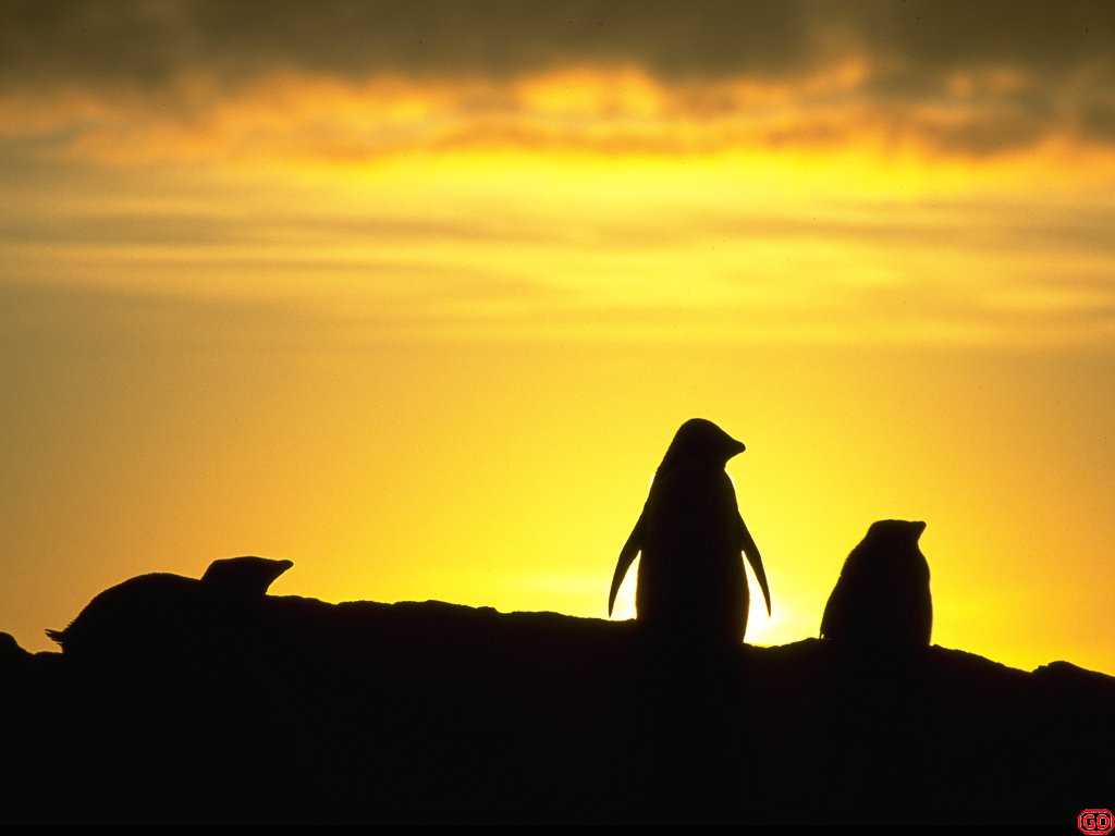 PenguinS.jpg